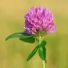 Edible Red Clover Seeds (Trifolium pretense)