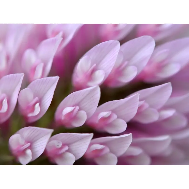 Edible Red Clover Seeds (Trifolium pretense)