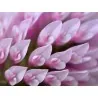 Essbare Wiesenklee, Rotklee Samen (Trifolium pratense)