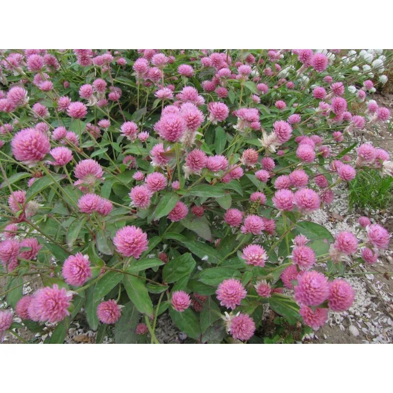 Rödklöver Frön Ätlig (Trifolium pratense)