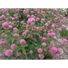 Edible Red Clover Seeds (Trifolium pretense)