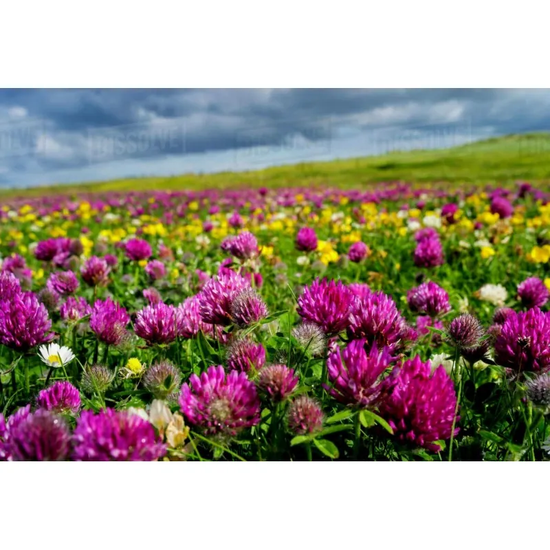 Edible Red Clover Seeds (Trifolium pretense)