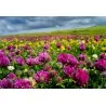 Edible Red Clover Seeds (Trifolium pretense)