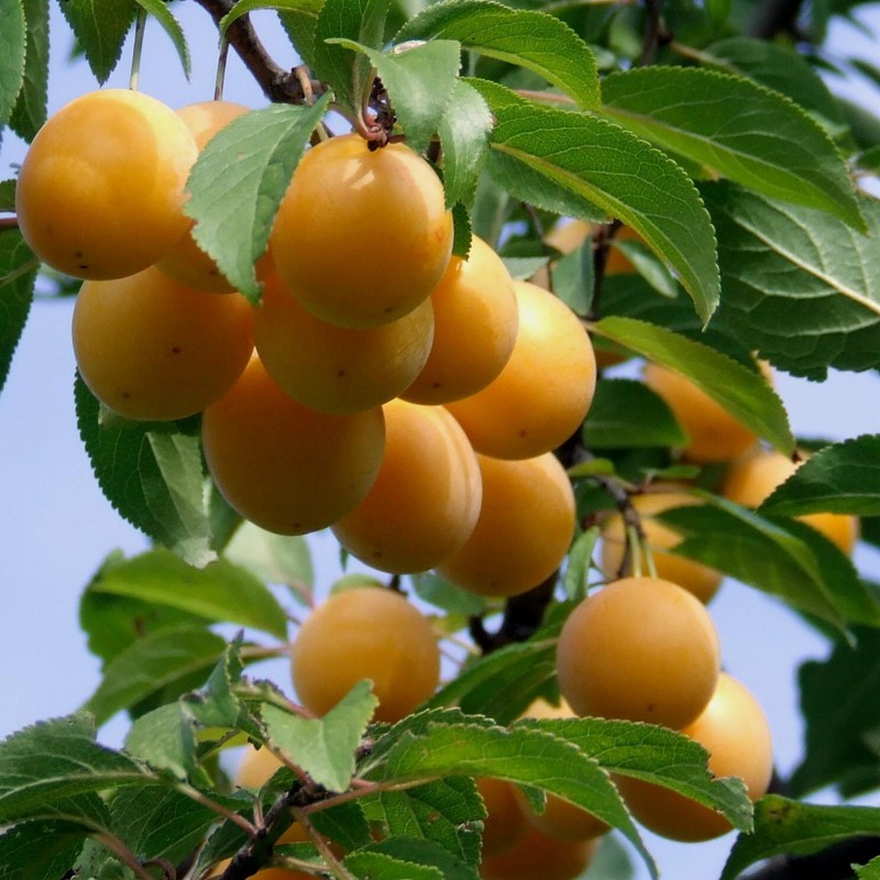 Semi di Frutta esotica Muruçi, Nanche, Nance (Byrsonima crassifolia) | 7,75 €