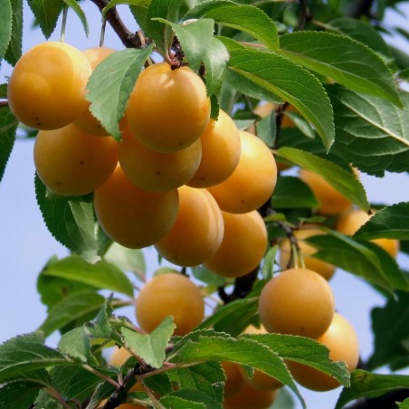 Changunga, Muruçi, Nanche, Nance Fröer (Byrsonima crassifolia) | 7,75 €