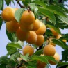 Changunga, Muruçi, Nanche, Nance Fröer (Byrsonima crassifolia) | 7,75 €