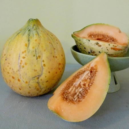 Eel River melon frön