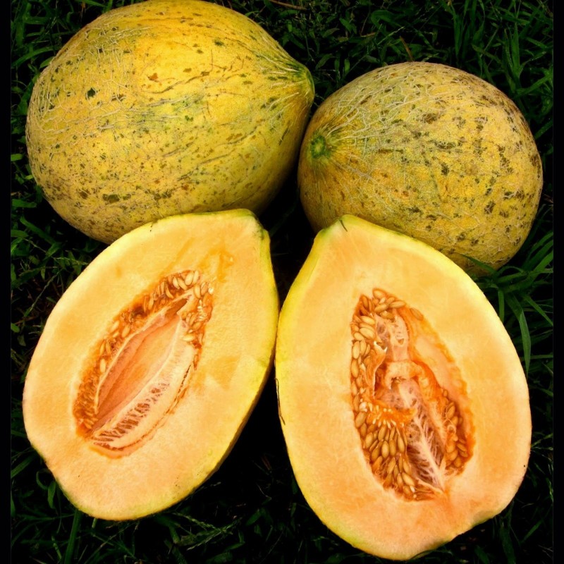 Sementes de Melão Eel River | 2,05 €