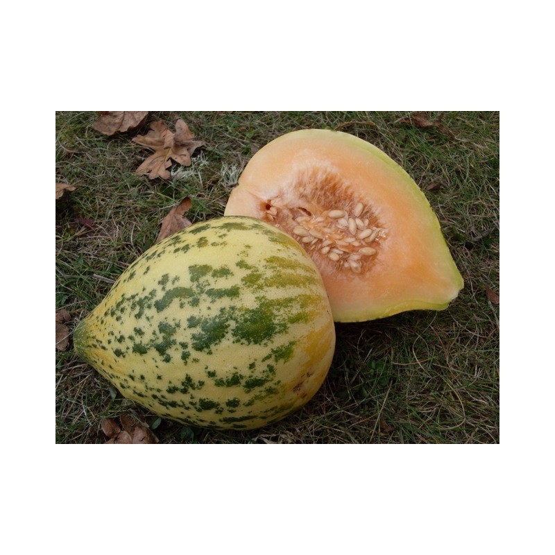 Eel River melon frön