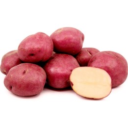 Red Skin - White Flesh KENNEBEC Potato Seeds - 1.755