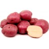 Graines de pommes de terre rouge KENNEBEC 1.95 - 2