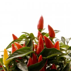Price: €1.9 - Etna ιταλικά τσίλι σπόρους - 