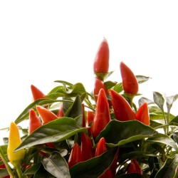 Semillas de Pimientos