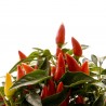 Price: €1.9 - Etna ιταλικά τσίλι σπόρους - 