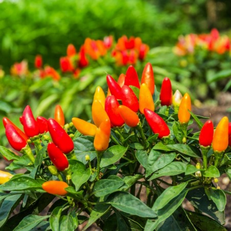 Price: €1.9 - Etna ιταλικά τσίλι σπόρους -