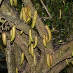 Price: €2.85 - Semi di Indiana del fiore di tromba (Oroxylum indicum) - 