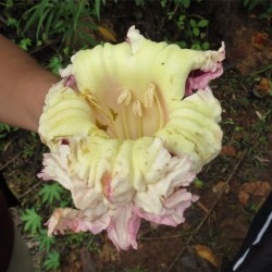 Ινδικό Τρομπέτα Λουλουδιών Σπόροι (Oroxylum indicum) 2.85 - 2