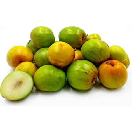 Sementes de Jujuba Indianas (Ziziphus mauritiana)