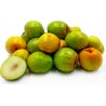 Indian Jujube Seeds (Ziziphus mauritiana) | 1,95 €