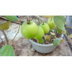 Indische Jujube Samen (Ziziphus mauritiana) 3.5 - 4