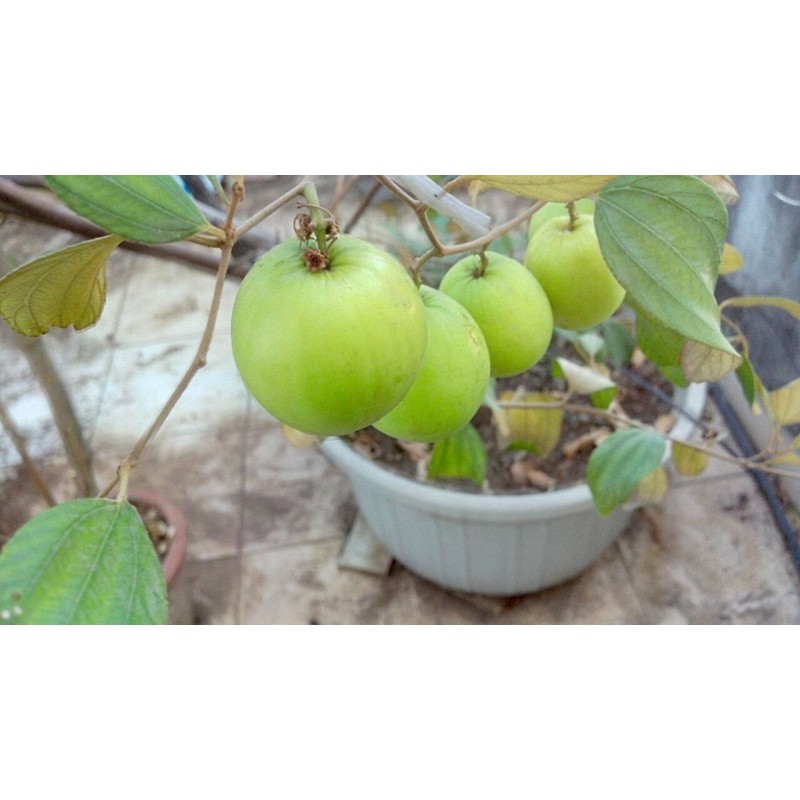Semillas de Jujube Indio (Ziziphus mauritiana)