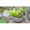 Indian Jujube Seeds (Ziziphus mauritiana) | 1,95 €