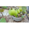 Semillas de Jujube Indio (Ziziphus mauritiana)