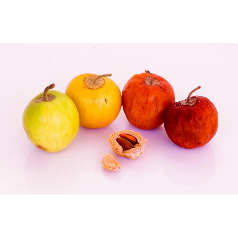 Semillas de Jujube Indio (Ziziphus mauritiana)