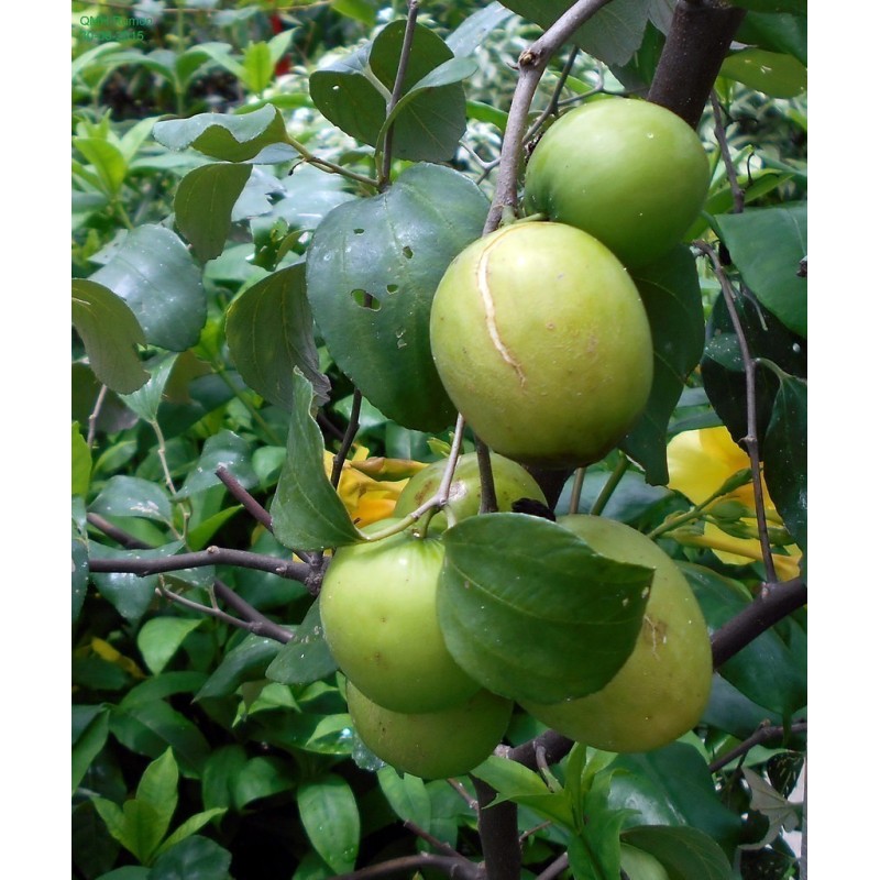 Semillas de Jujube Indio (Ziziphus mauritiana)