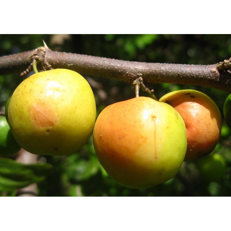 Indian Jujube Seeds (Ziziphus mauritiana) | 1,95 €