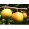Semillas de Jujube Indio (Ziziphus mauritiana)