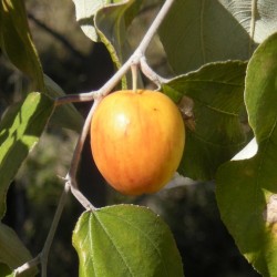 Indijska Jujuba Seme (Ziziphus mauritiana) 3.5 - 2