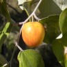 Semillas de Jujube Indio (Ziziphus mauritiana)