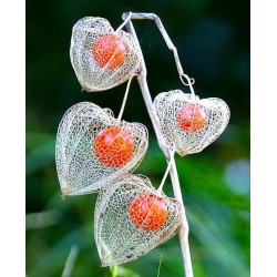 Bladder cherry Seeds, Chinese lantern 1.55 - 1