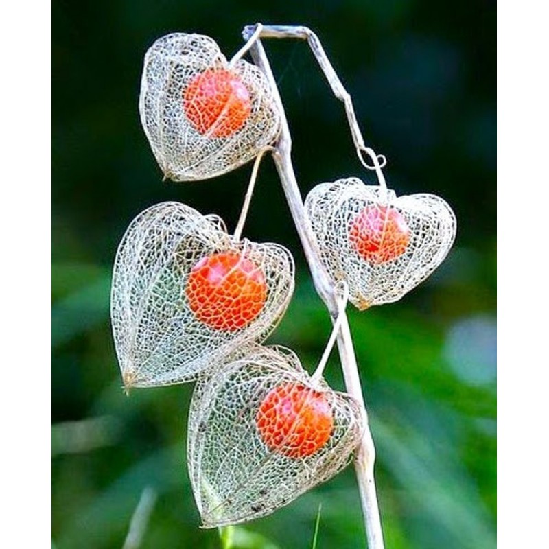 Seme Cveca Lampion (Physalis alkekengi) | 1,55 €