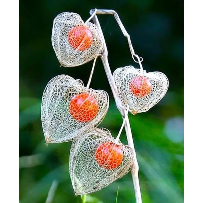 Sementes de Lanterna Chinesa