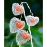 Sementes de Lanterna Chinesa