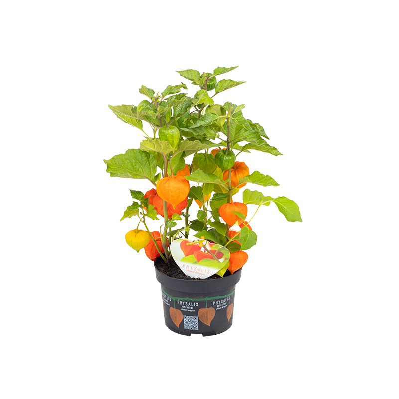 Semi di Physalis Franchetii gigantea | 1,55 €