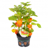 Semi di Physalis Franchetii gigantea | 1,55 €