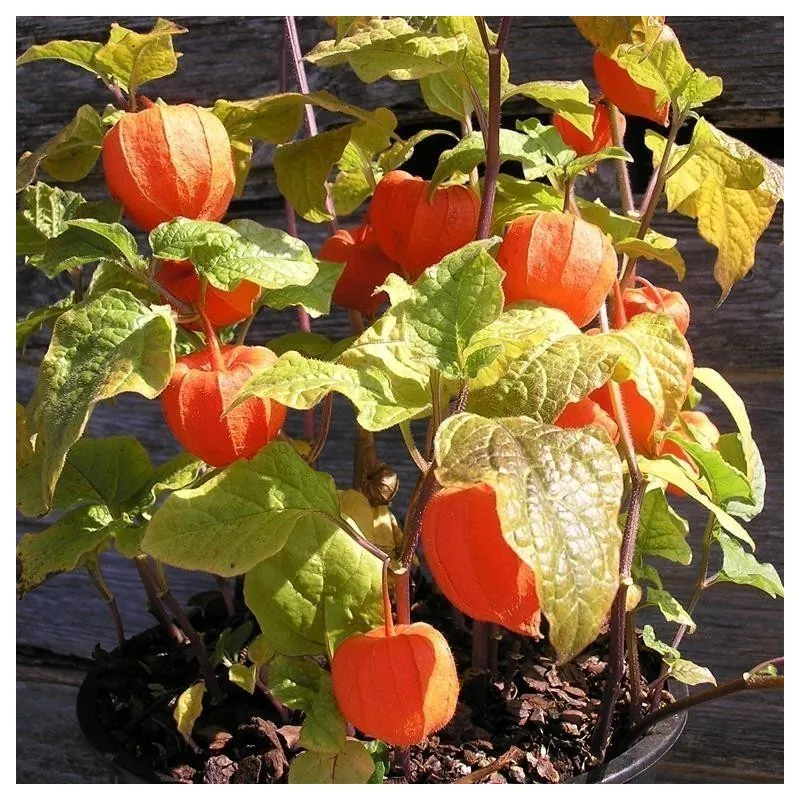 Sementes de Lanterna Chinesa