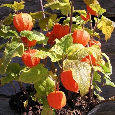 Semi di Physalis Franchetii gigantea | 1,55 €