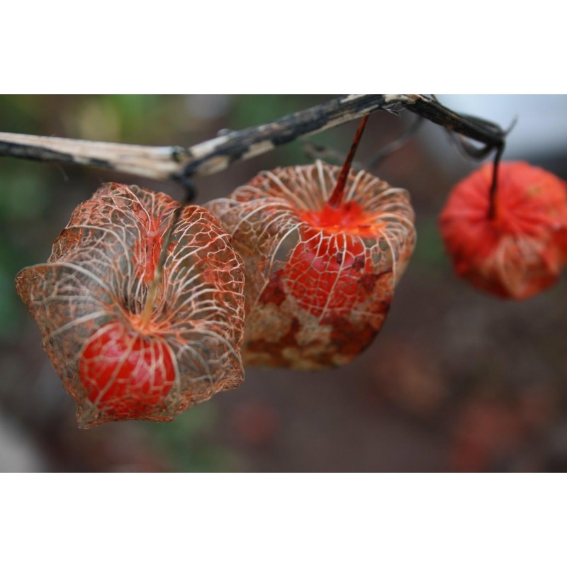 Seme Cveca Lampion (Physalis alkekengi) | 1,55 €