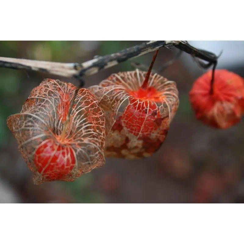 Sementes de Lanterna Chinesa