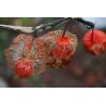 Seme Cveca Lampion (Physalis alkekengi) | 1,55 €