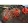 Sementes de Lanterna Chinesa