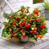 Seme Cveca Lampion (Physalis alkekengi) | 1,55 €