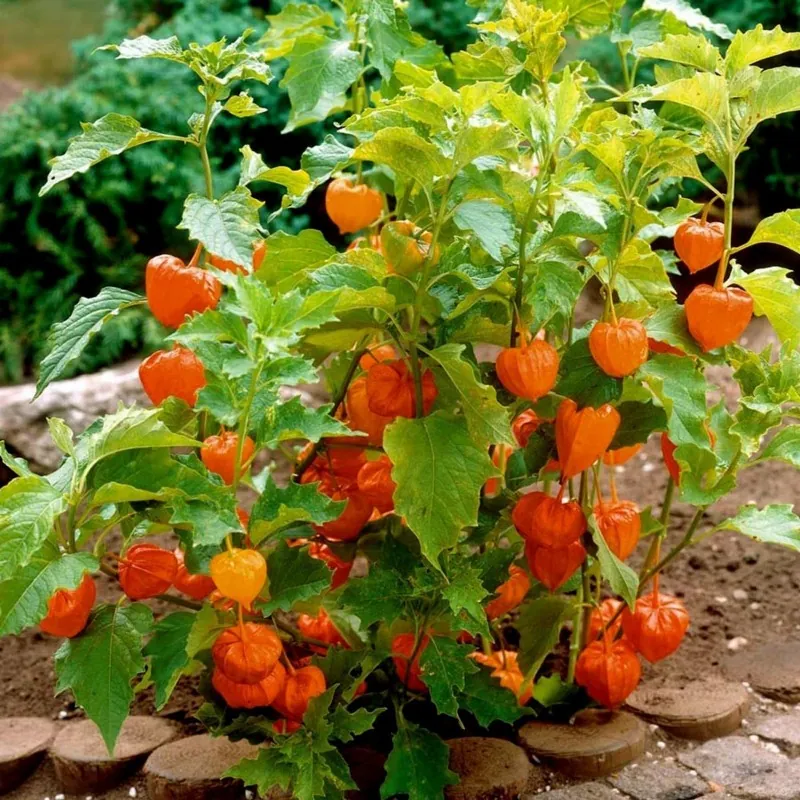 Seme Cveca Lampion (Physalis alkekengi)