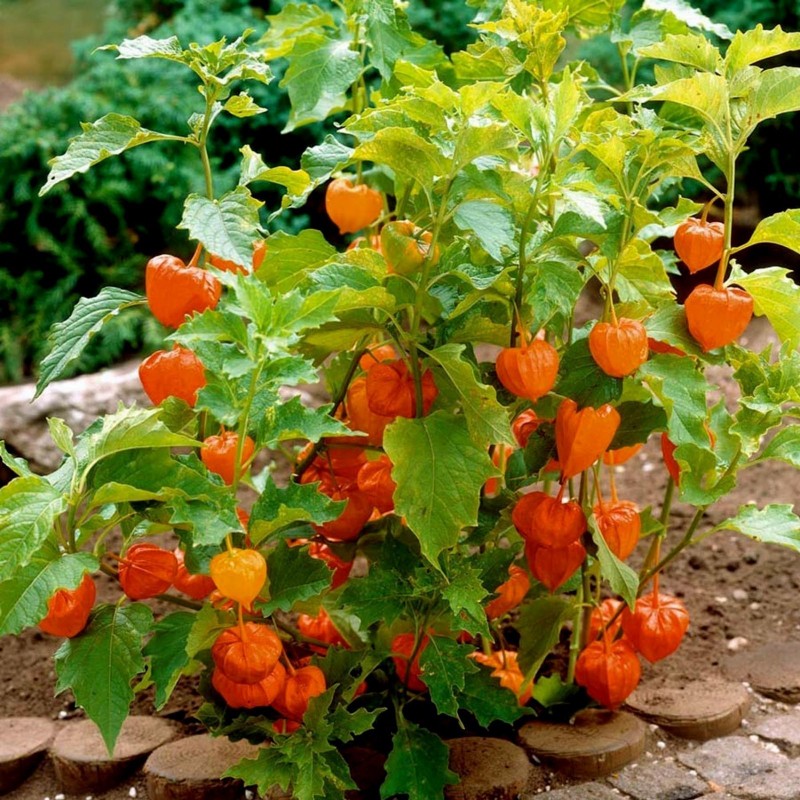 Semi di Physalis Franchetii gigantea | 1,55 €