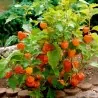 Sementes de Lanterna Chinesa