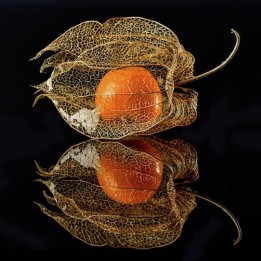 Semi di Physalis Franchetii gigantea - 181.798841